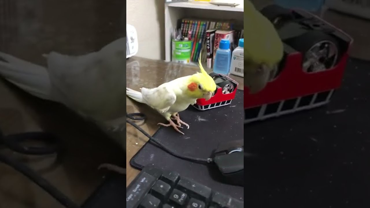 A 21 years old The blind cockatiel was getting better and began to sing! 21歳 盲目オカメのカメちゃんが歌を思い出しました