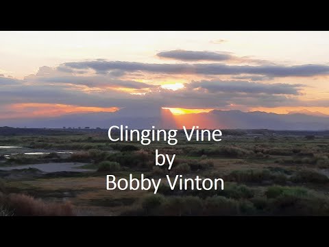 Clinging Vine - Bobby Vinton