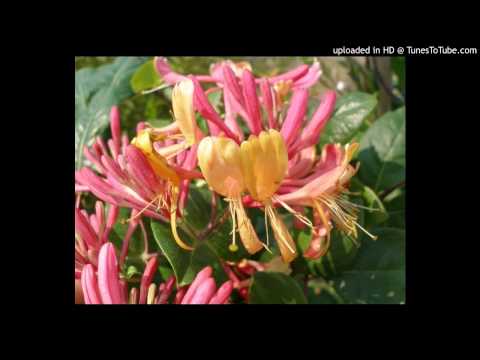 Today's Tango Is... Madreselva - Francisco Lomuto 24-08-1938