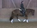 Reitpony Don T Worry Be Happy 3 Jahre