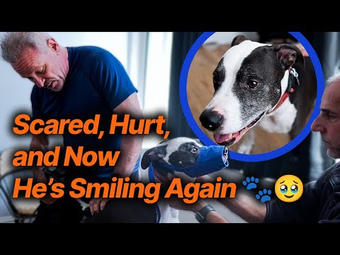 We Didn’t Expect This… Dog’s Leg Improves Almost Instantly 😭🐶