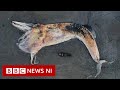 Sei Whale Carcass On County Down Beach Could Become A Museum Attraction BBC News NI