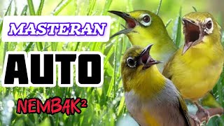 Download lagu AUTO NEMBAK‼️MASTERAN BURUNG‼️PLECI GACOR NEMBAK‼️TERAPI AIR‼️#fyp #plecigacornembak #tranding #yt mp3