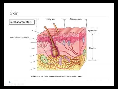 OSSM Neuro Chapter 12 - The Touch Receptors