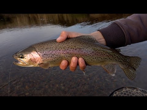 Fly Fish Stories – Patagonia "Spring Creek"