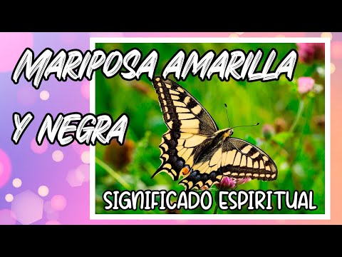 11 SIGNIFICADOS espirituales de la MARIPOSA AMARILLA y NEGRA (según la Biblia)