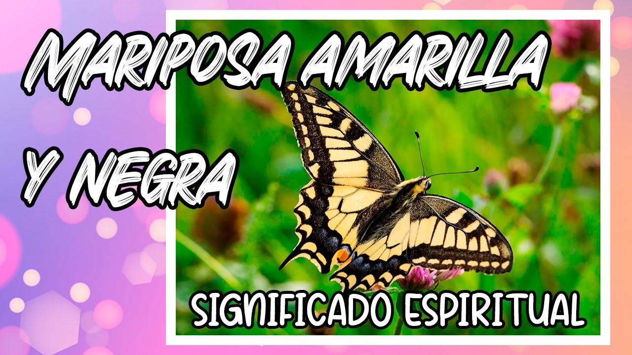 11 SIGNIFICADOS espirituales de la MARIPOSA AMARILLA y NEGRA (según la Biblia)