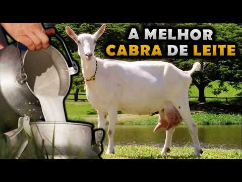 CONHEÇA A MELHOR RAÇA DE CABRA LEITEIRA DO MUNDO - CABRA SAANEN
