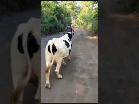 @Vaca corri atrás de mim- numa corrida Oficial em Saja Santo Antonio do Jacinto Minas gerais