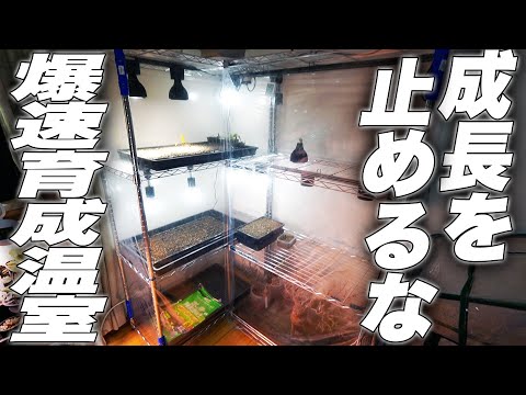 冬に向けて温室を準備することは、自尊心のあるすべての庭師の優先事項です。どのような活動を始めるべきですか?  庭園