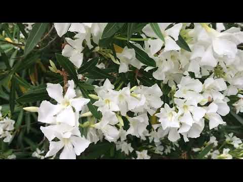 キョウチクトウは霜を恐れますか？冬に低木を保存するにはどうすればよいですか？  庭園