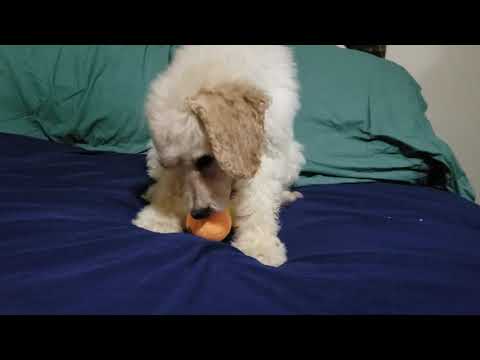 Playing on the humans bed