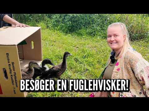 Jeg besøger en fuglehvisker! | Livet på gården Ep. 103