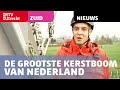 Bijna staat hij weer: de GROOTSTE kerstboom van Nederland [RTV Utrecht]