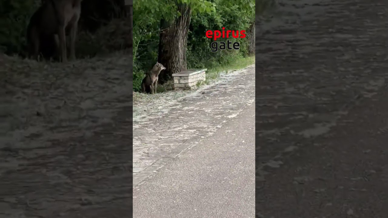 Λύκος εμφανίστηκε στο παραλίμνιο των Ιωαννίνων – Έκπληκτοι οι περαστικοί
