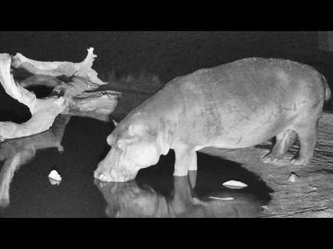 Djuma: Hippo comes to visit Vuyatela Pan - 22:32 - 11/19/18