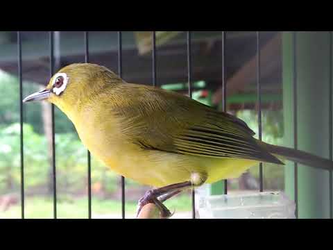 Download Lagu Pleci Jawa Tengah Mp3 Gratis