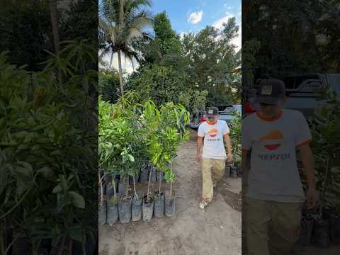 Llevamos 90 árboles a un suscriptor a La Laguna, Chalatenango. Árboles 🌳 de alta gama y calidad.