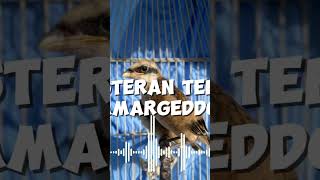 Download lagu Masteran Cendet Materi Armagedon #masteran #masteranburung #burung #cendet #kicaumania mp3