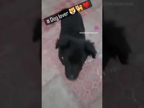 It is my first post please like and support me #dog lover#Yashveer#short