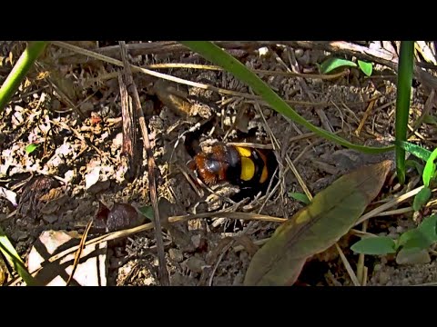 Óriás tőrösdarázs hím nőstény után kutat - Mammoth wasp male looking for female