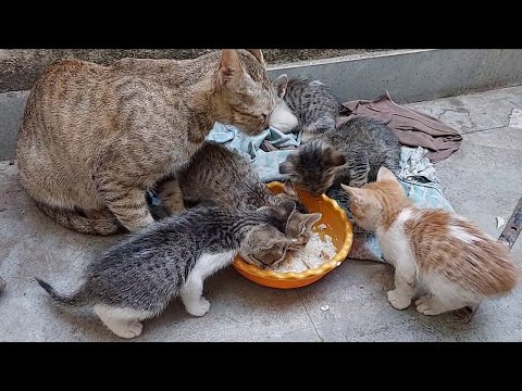 Two Hungry Cats heart ❤️ touching Video