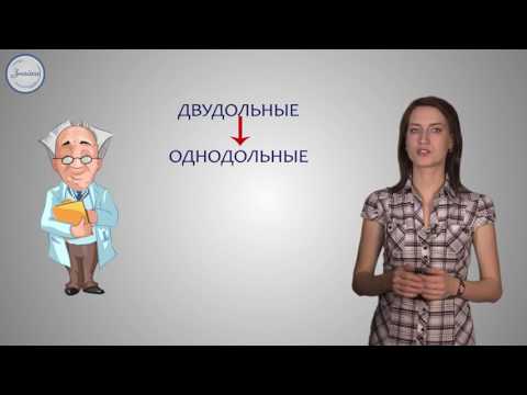 Строение и назначение семени