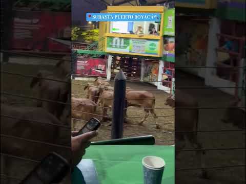 📢🐮 " Lote Brahman Rojo " - SUBASTA GANADERA de PUERTO BOYACÁ 🇨🇴