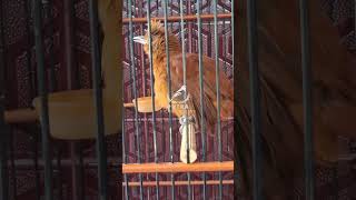 Download lagu Burung Cucak Emas Papua Gacor Ngeroll suara tembus #cucakemas #pitohui #cucakpapua #cucakemaspapua mp3