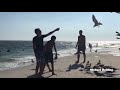Feeding The Seagulls At The Beach