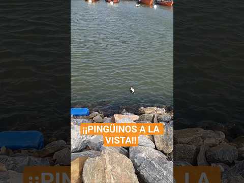 Pingüinos a la vista Puerto de La Paloma #viajandoenfamilia #familia #motorhome #vanlife #Pingüinos