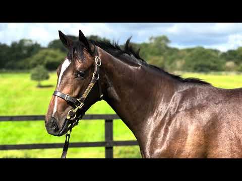 Lot 199 Havana Grey x Last Echo