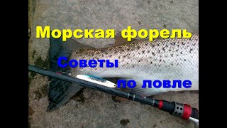 Ловля кумжи с берега финский залив