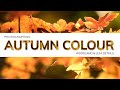 AUTUMN COLOUR Photography | Autumn Woodland Color & Leaf Details | Geoff Moore Photography