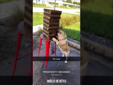 Les chats et les chiens font à nouveau preuve d'humour