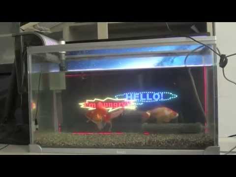 金魚プロジェクションマッピング / Gold fish projection mapping
