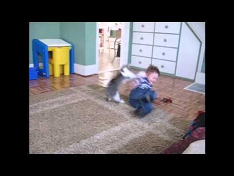 Attack Cat (nowtelugu.com)