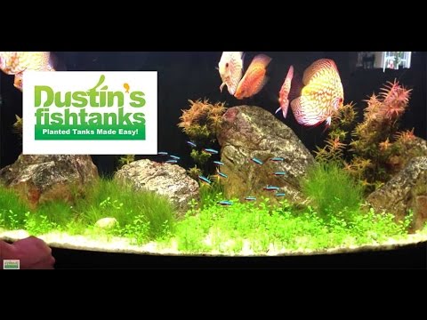 High Tech CO2 Aquarium Plant Tips: Glosso Glossostigma Species Sunday