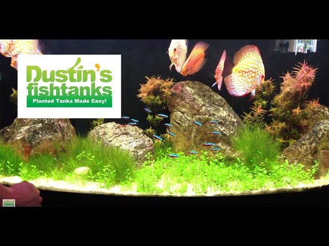 High Tech CO2 Aquarium Plant Tips: Glosso Glossostigma Species Sunday