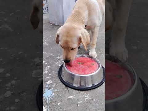 Healthy Home made food for LABRADOR puppy #ASMR