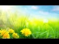 Relaxing Morning Music Calming And Positive Feelings Ashley