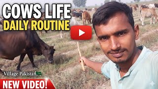 Download lagu Cows life ?daily routine village life vlog ||sheeda|| mp3