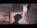 Mary Poppins The Cat That Looked At A King 2004 Julie Andrews