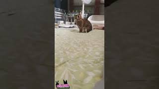 ぴょん！と奥へ🐇