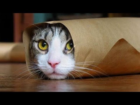 Best Funny Animal Videos 2022 | Funniest Cats Videos | Muntasir Editor