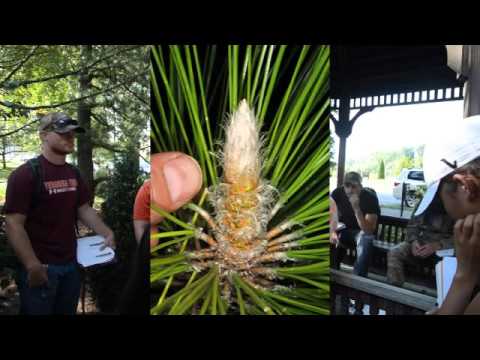 Pinus palustris - YouTube