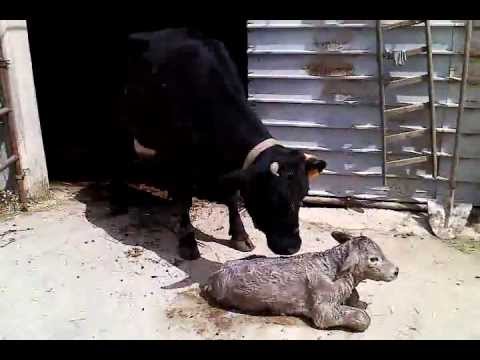 nascita e allattamento vitello