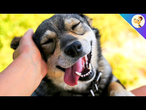 5 dog body language signals that almost everyone misunderstands!