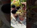 How to propagate a gardenia bush #flowers #plants #garden