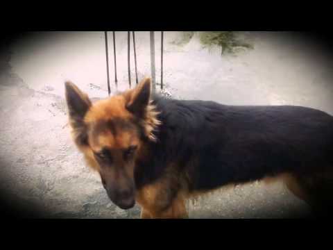 Tiger in happy mood..|German Shepherd| Dog |-by Sudarshan Karle